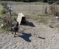 Σκύρος: Συνεχίζεται η συστηματική κακοποίηση των σκυλιών και ο Δήμος αδιαφορεί